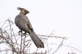 Grey go-away bird isolated in white background Royalty Free Stock Photo