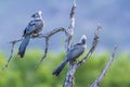 Grey go-away bird in Kruger National park, South Africa