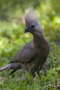 Grey Go Away Bird - Grey Lourie - Botswana - Africa Royalty Free Stock Photo