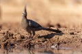 Grey Go-away-bird in Mashatu Game Reserve Royalty Free Stock Photo