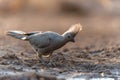 Grey Go-away-bird in Mashatu Game Reserve Royalty Free Stock Photo