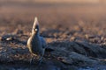 Grey Go-away-bird in Mashatu Game Reserve Royalty Free Stock Photo