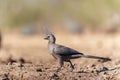 Grey Go-away-bird in Mashatu Game Reserve Royalty Free Stock Photo