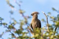 Grey Go-away-bird Namibia Africa wildlife Royalty Free Stock Photo