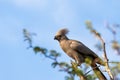 Grey Go-away-bird Namibia Africa wildlife Royalty Free Stock Photo