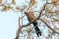 Grey Go-away-bird Namibia Africa wildlife Royalty Free Stock Photo