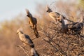 The grey go-away-bird in natural habitat. Waterberg Plateau National Park, Namibia, Africa Royalty Free Stock Photo