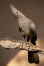 Grey go-away bird sitting on a dead branch looking for food