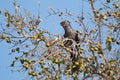 Grey go-away-bird Royalty Free Stock Photo