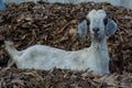 Grey goat with small horns looking in the camera Royalty Free Stock Photo