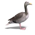 Grey goose Royalty Free Stock Photo