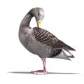 Grey goose Royalty Free Stock Photo