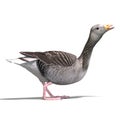Grey goose Royalty Free Stock Photo