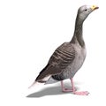 Grey goose Royalty Free Stock Photo