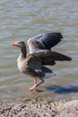 Grey Goose Dancing