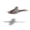 Grey goose in flight Royalty Free Stock Photo