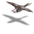 Grey goose in flight Royalty Free Stock Photo