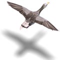 Grey goose in flight Royalty Free Stock Photo