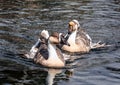 Grey goose floating on the pond in Japanese garden. Royalty Free Stock Photo