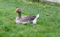 Grey goose gander from French Marais Poitevin in grass, closeup