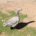 Grey goose in farmyard