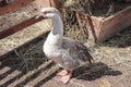 Grey goose in a rural courtyard