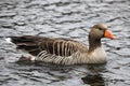 Grey goose swimming Royalty Free Stock Photo