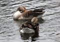 Grey goose swimming Royalty Free Stock Photo