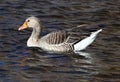 Grey goose swimming Royalty Free Stock Photo