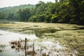 Grey goose swimming in the lake next to palms and trees. Royalty Free Stock Photo