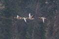 Grey gooses anser anser flying in natural environment