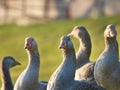 Grey gooses on a farm field walking on green grass