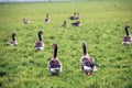 Grey gooses are in a green meadow in Bleiswijk