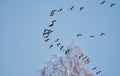 Grey gooses migration