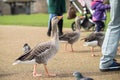 Grey gooses in the park begging unrecognizable people for food