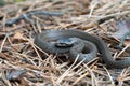 Grey Grass-snake