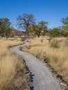 Grey gravel path with lamps leading through high dry grass to Baobab tree, Botswana, Southern Africa Royalty Free Stock Photo