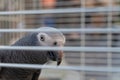 Grey gray parrot looking out of the cage Royalty Free Stock Photo