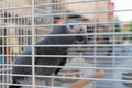 Grey gray parrot looking out of the cage Royalty Free Stock Photo