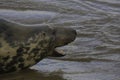 Female grey seal warning off male bull