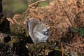 Grey Gray Squirrel Sciurus carolinensis