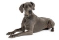 Grey Great Dane Royalty Free Stock Photo