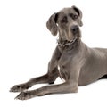 Grey Great Dane Royalty Free Stock Photo