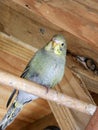 Grey green fledgling budgie in an aviary