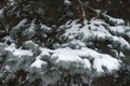 Grey green foliage of blue spruce covered with snow in January