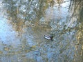 A grey with green head lonely duck is swimming quietly in the pond with reflections and ripples of the trees from the water Royalty Free Stock Photo
