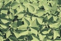 Grey green leaf background. Shotin a high key. Tinted. View from above Royalty Free Stock Photo
