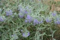 Grey green leaves and violet flowers of Caryopteris clandonensis