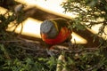 Grey-Green Rainbow Lorikeet trichoglossus moluccanus perched on branch Royalty Free Stock Photo