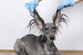 A grey greyhound saluki with long flapping flying ears on white background. isoladed. barbershop concept